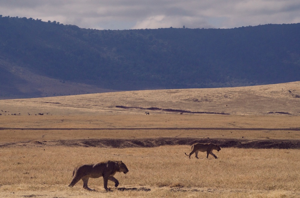 Lion Pride in Ngorongoro Crater